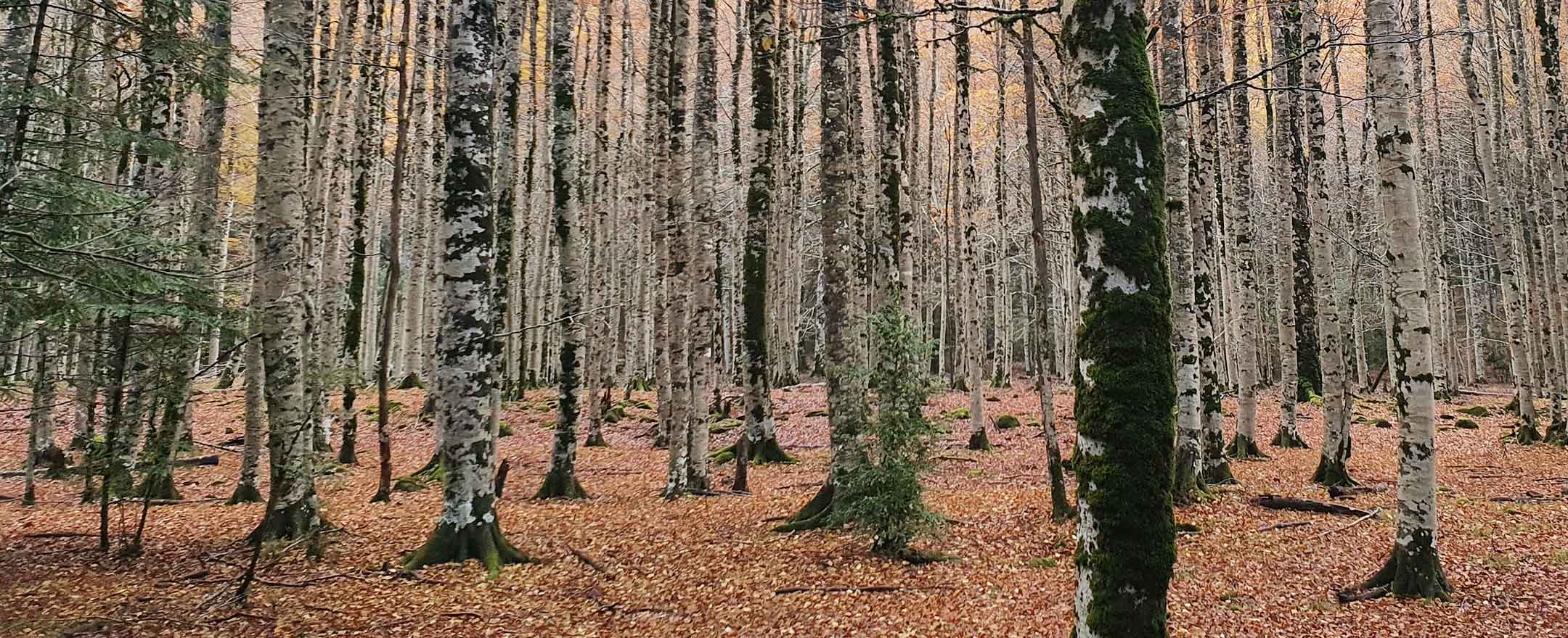 Cómo Identificar Verdaderas Soluciones Ecológicas